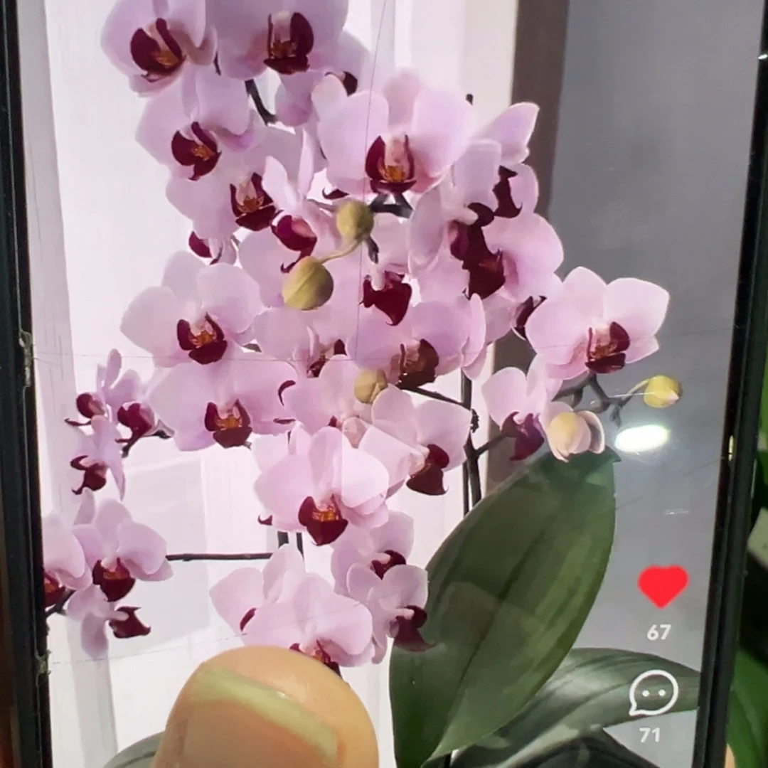 当前无花栽培后可以开花貂蝉凑单发货一颗不发货