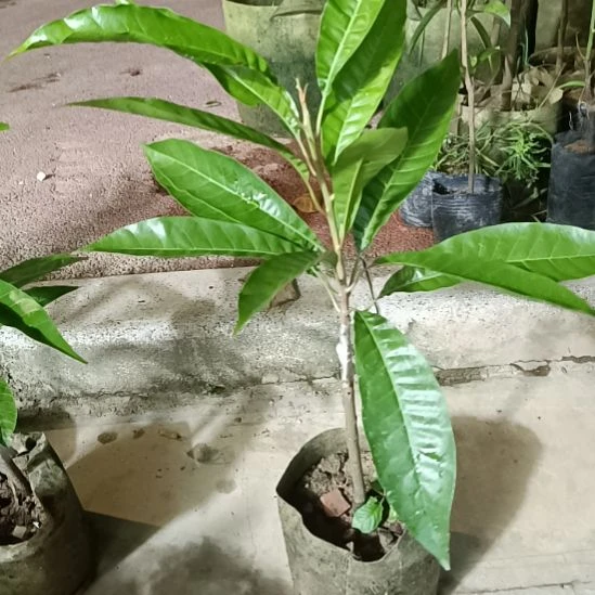 螺丝果一物一拍原盆原土发货