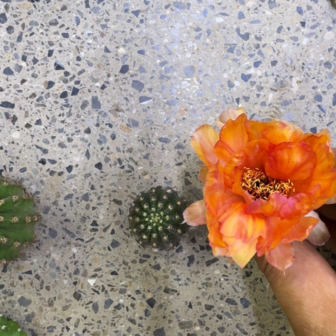 17丽花L28歪3公分左右无根侧牙，20包邮