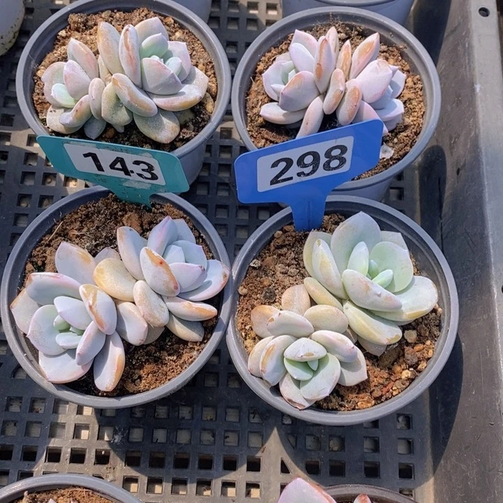 143 298号韩版奶茶2头2颗。