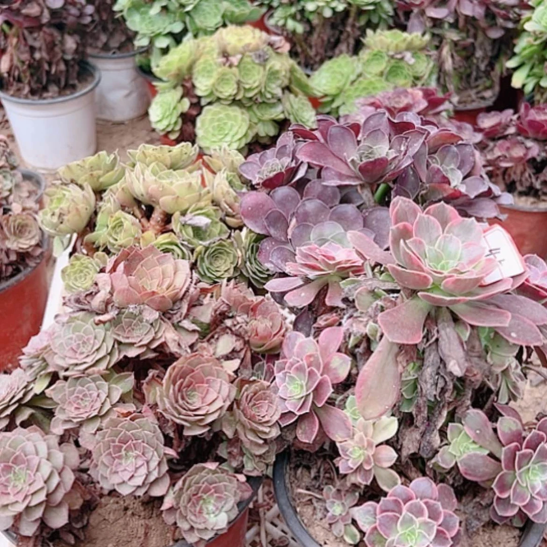 【闪购商品】无花朵45号套4颗多肉植物