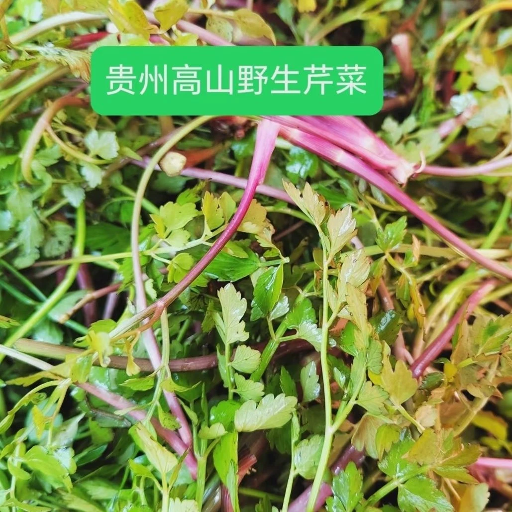 （野芹菜）农家新鲜菜