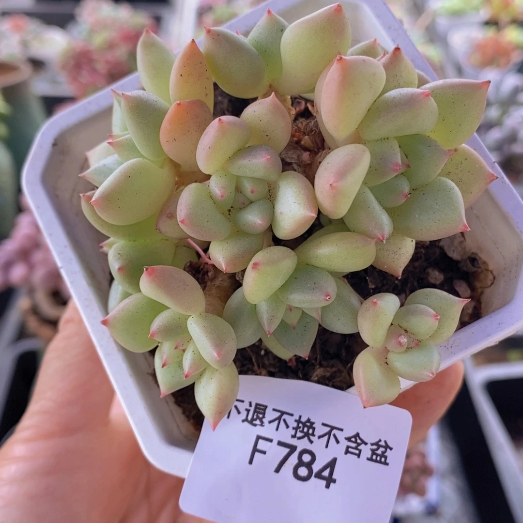 黄金象牙奶7cm784多肉植物