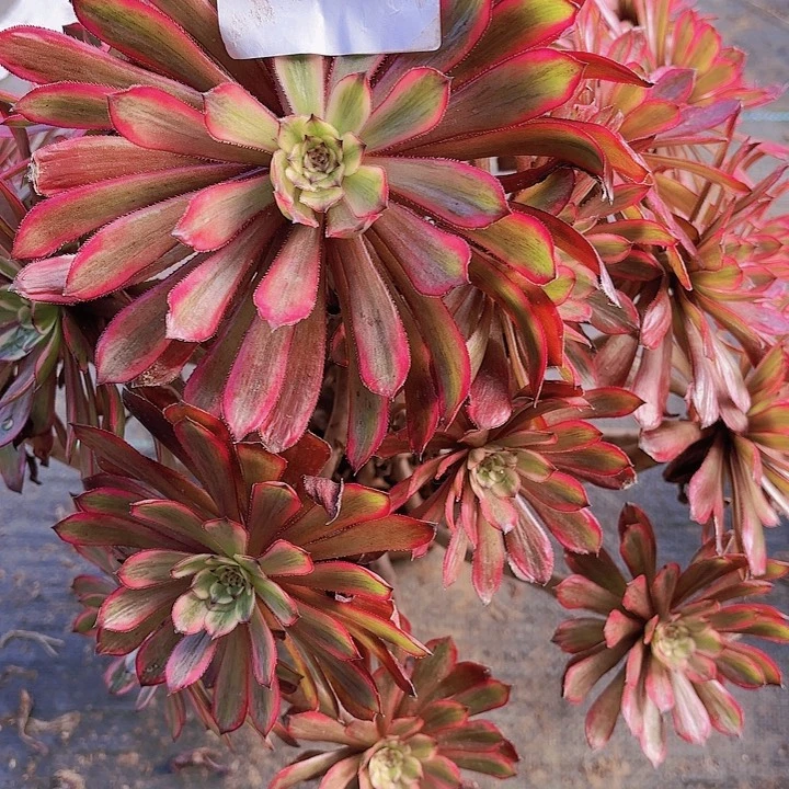 【闪购商品】曦770紫霞2-14