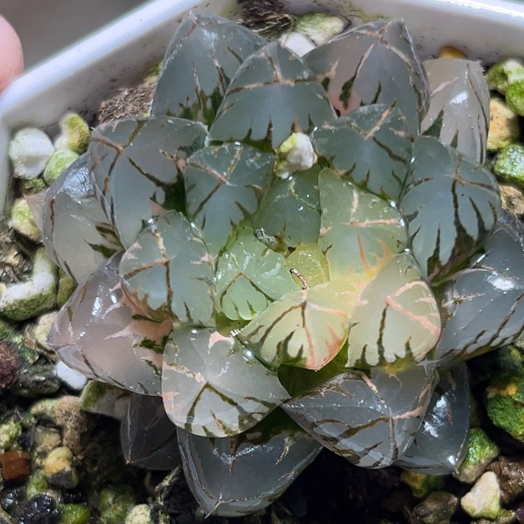 恭喜发财大吉大利832