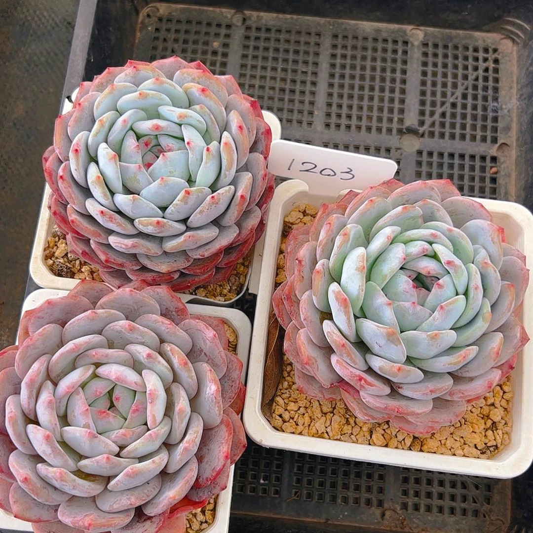 三颗韩橙1203号一物一拍