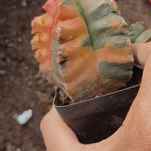 762木心根龟甲鸾锦仙人球