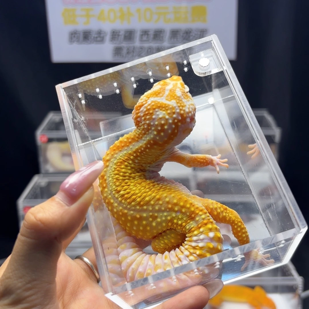 豹纹守宫红直暴龙妹妹