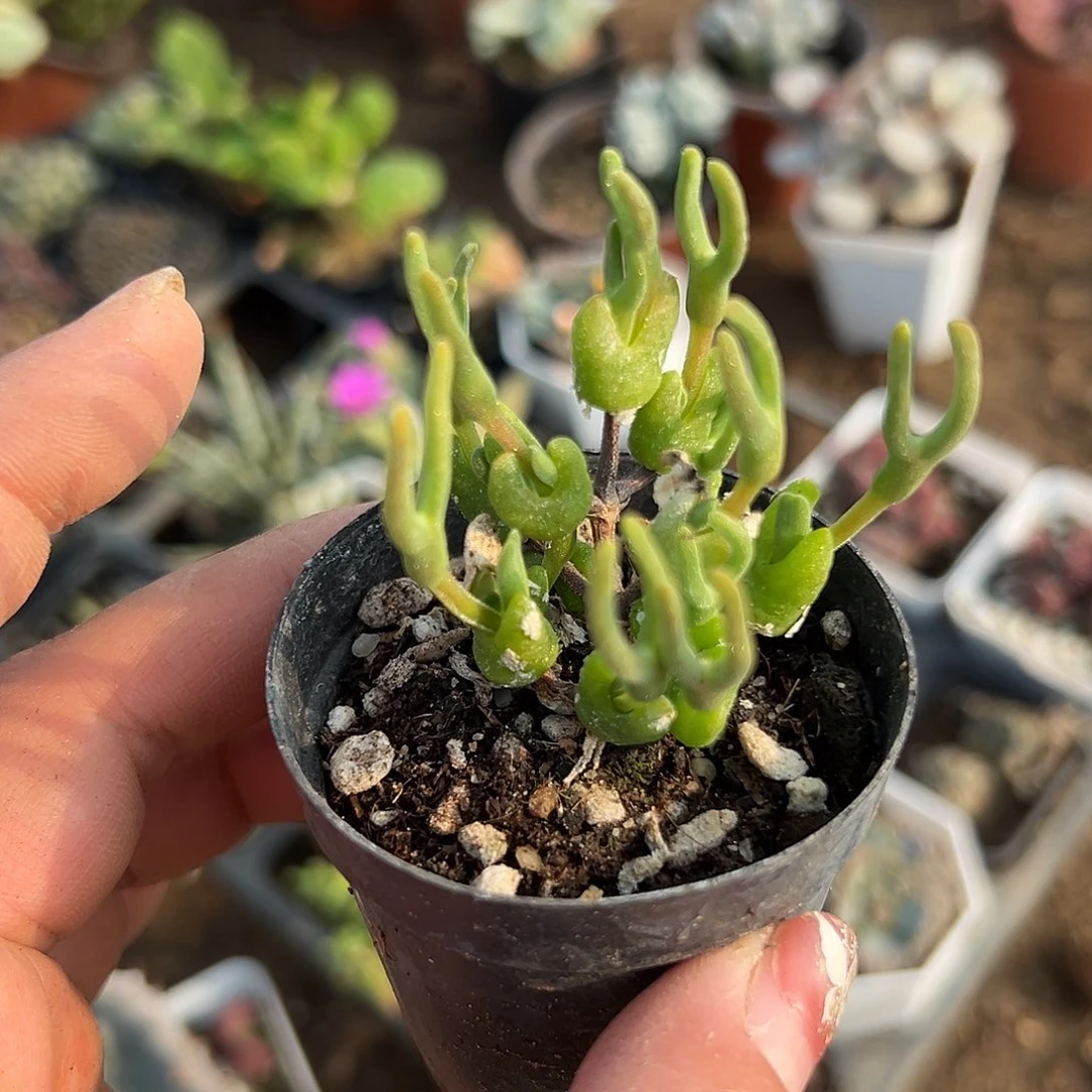 多肉植物冰糕枝干