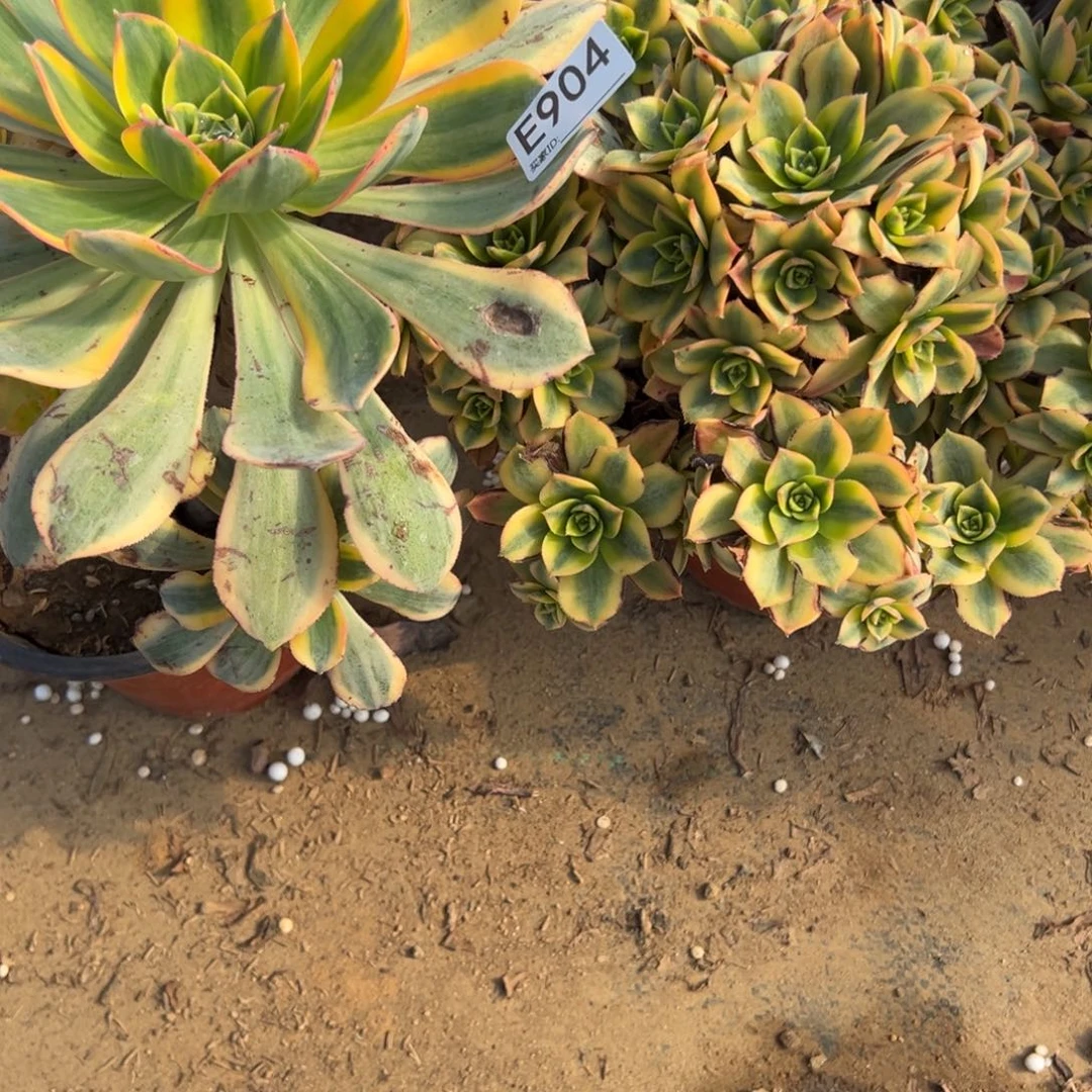 904两颗组合多肉植物法师