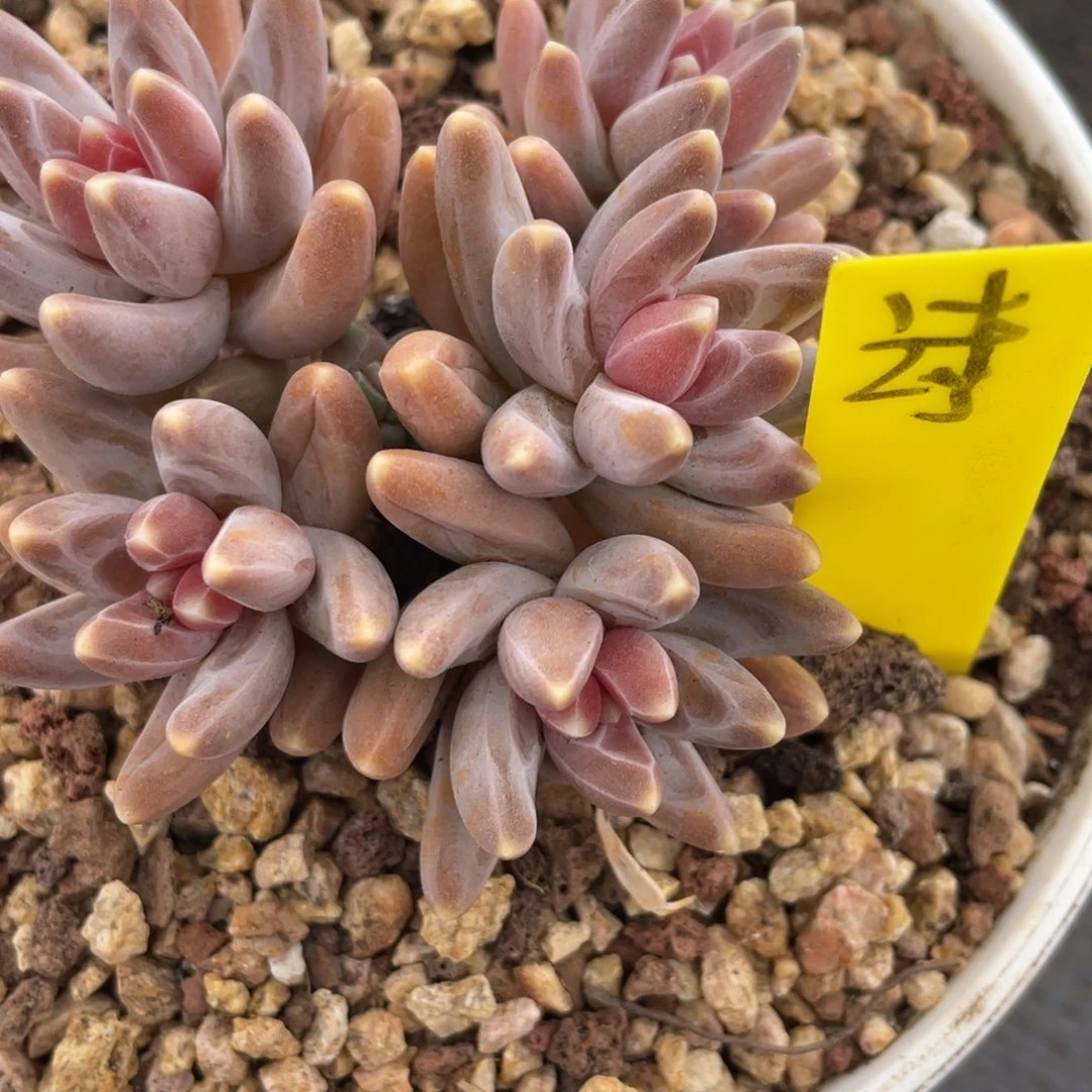 诗**方姐姐说她真的不是一般意义