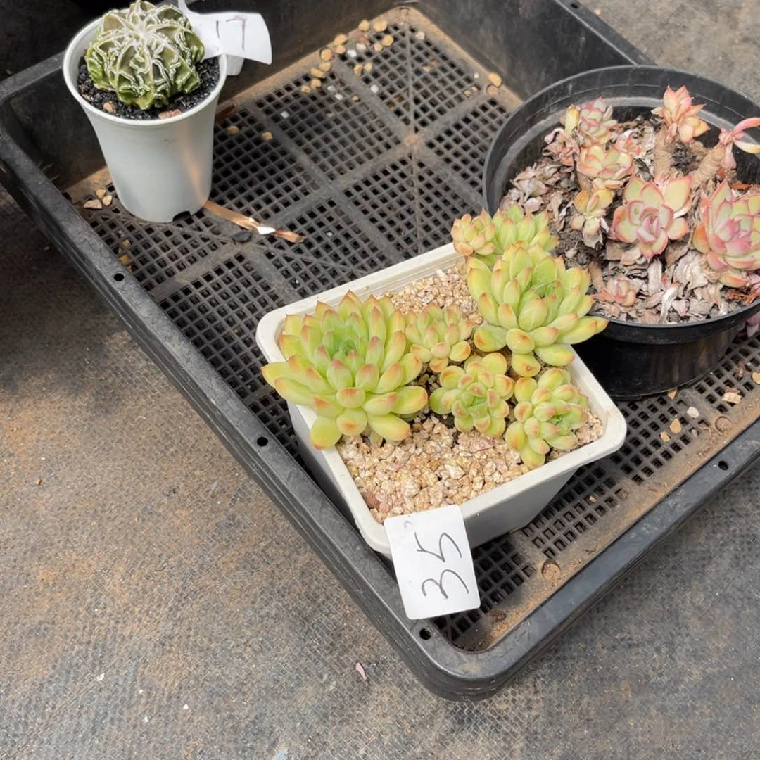 独*闲0035小浣熊多肉