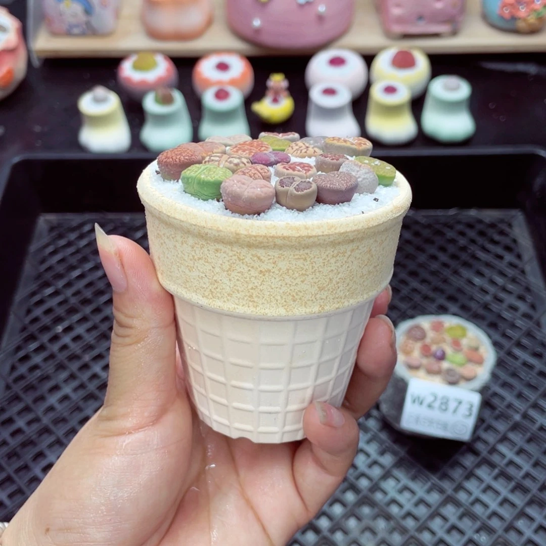 w2875 带盆土发货一物一拍