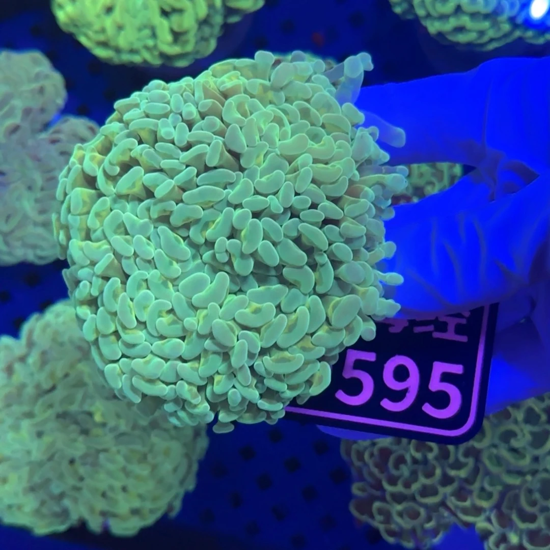 无***无纽扣珊瑚又又不包邮山脉榔头D595