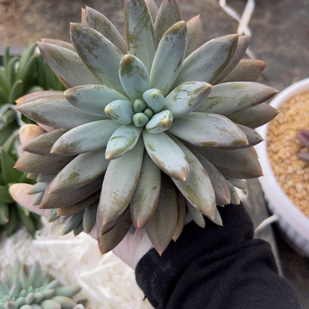 珍**琚彩体哥特多肉植物