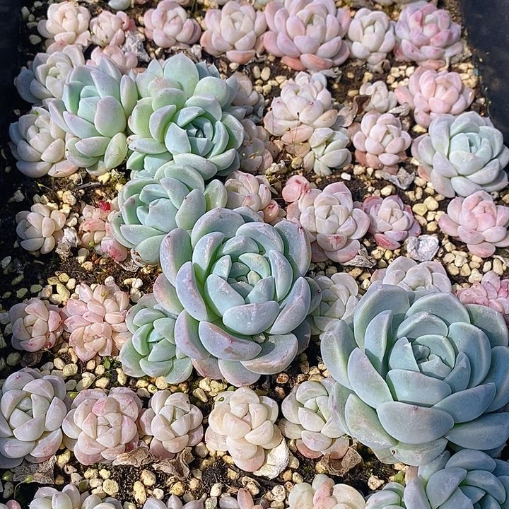 70 多肉植物盆栽花卉盆栽