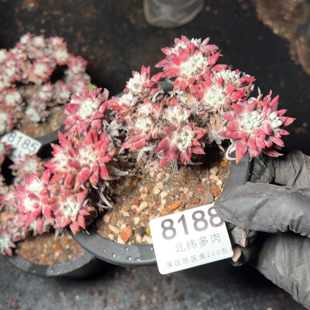 8188哈哈哈哈哈哈哈哈