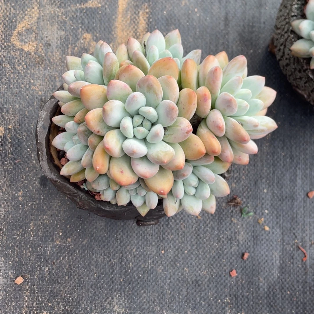 倪***倪奶酪体香水群生无砍160