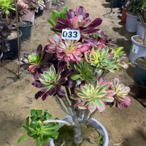 033嫁接多品种23567789