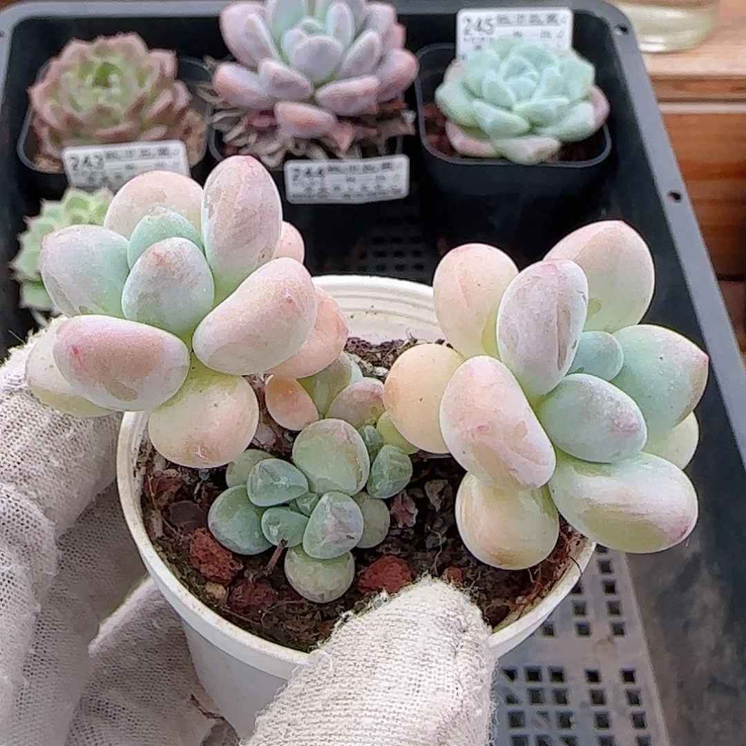 多肉0925--247洛神小老桩