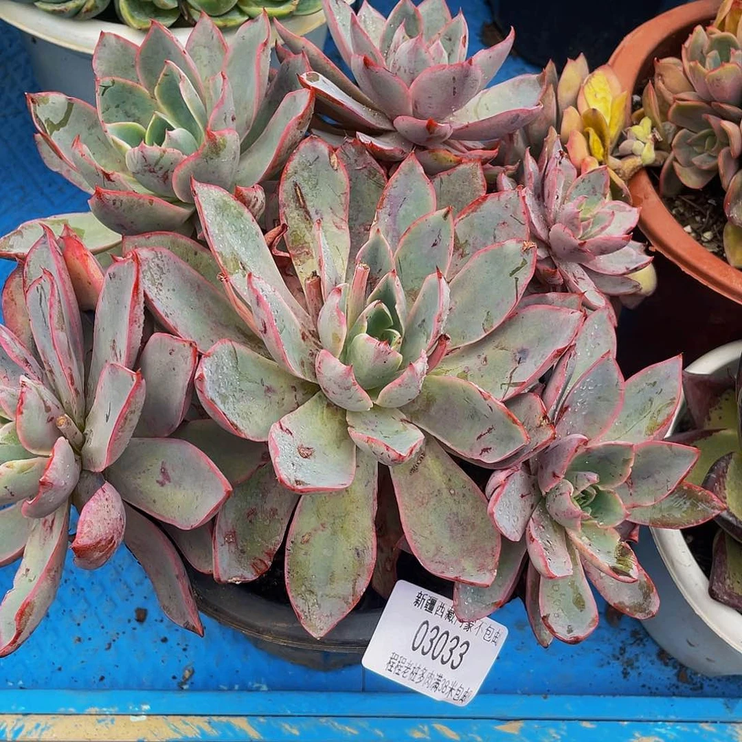 年**赫拉03033多肉多肉