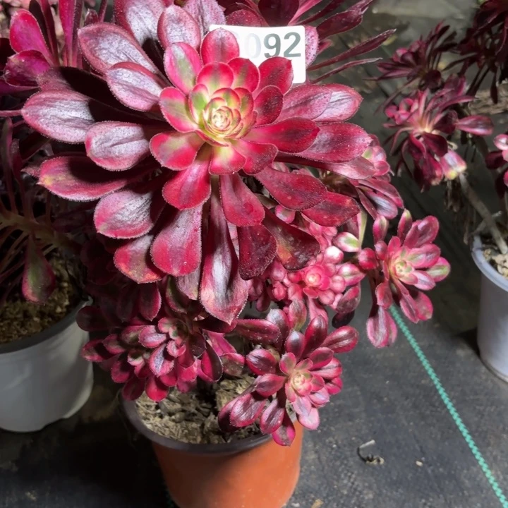 措*瑞妈一物一拍092