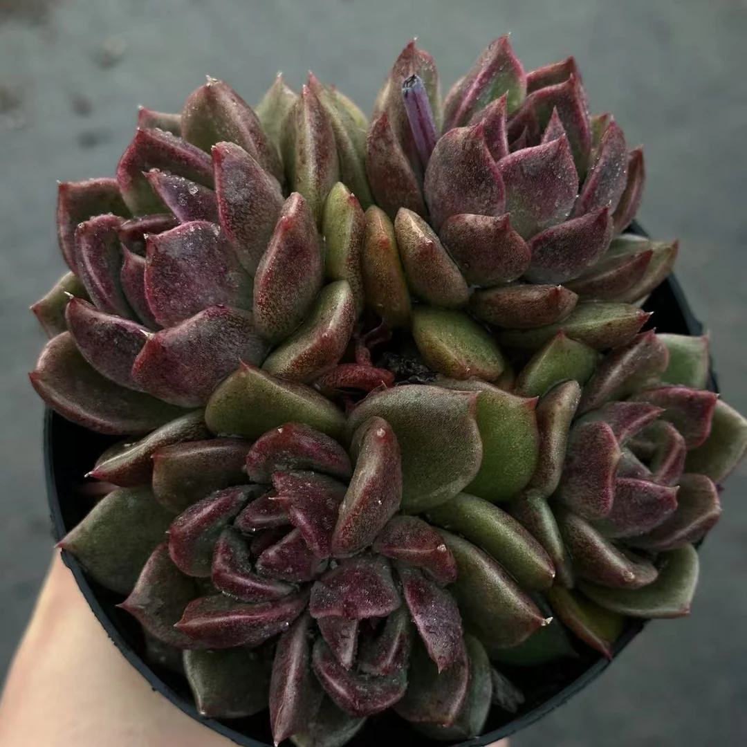 黑曼巴 多肉植物云南基地直发货 新手好养 室内外办公室 绿植花卉