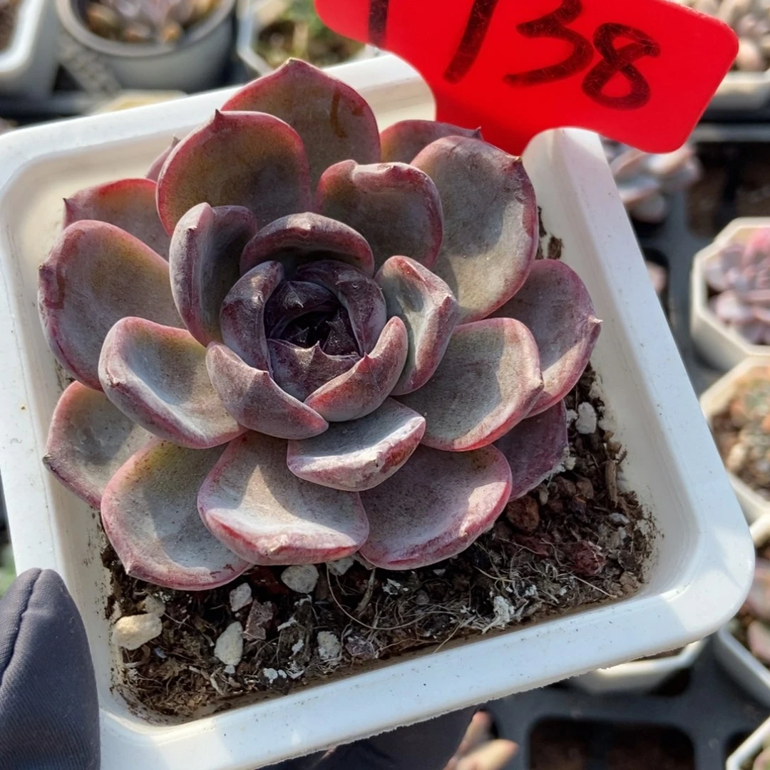 1738黑橙多肉植物