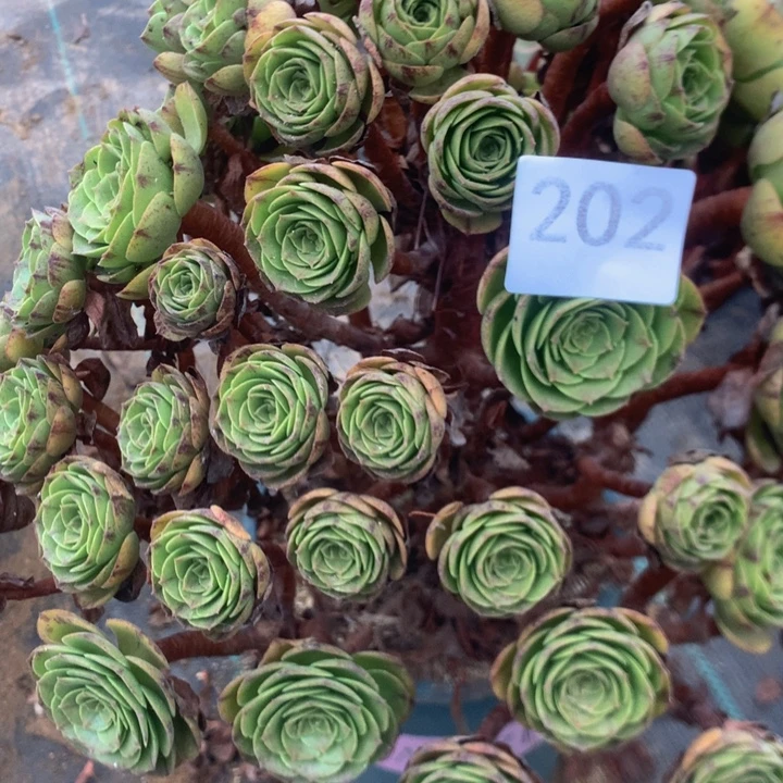 糊***婆202万拉丝多肉植物