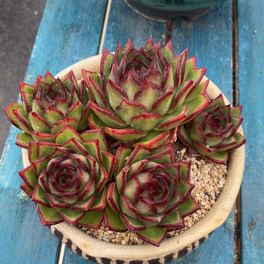 多肉一物一拍0209-牛肉1号