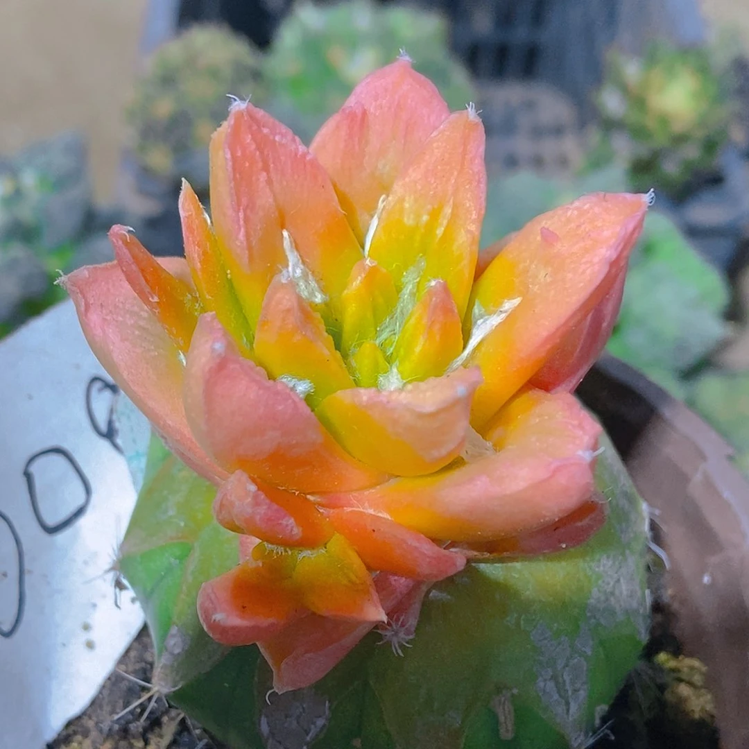 无花朵福利红锦长尤龙角牡丹008