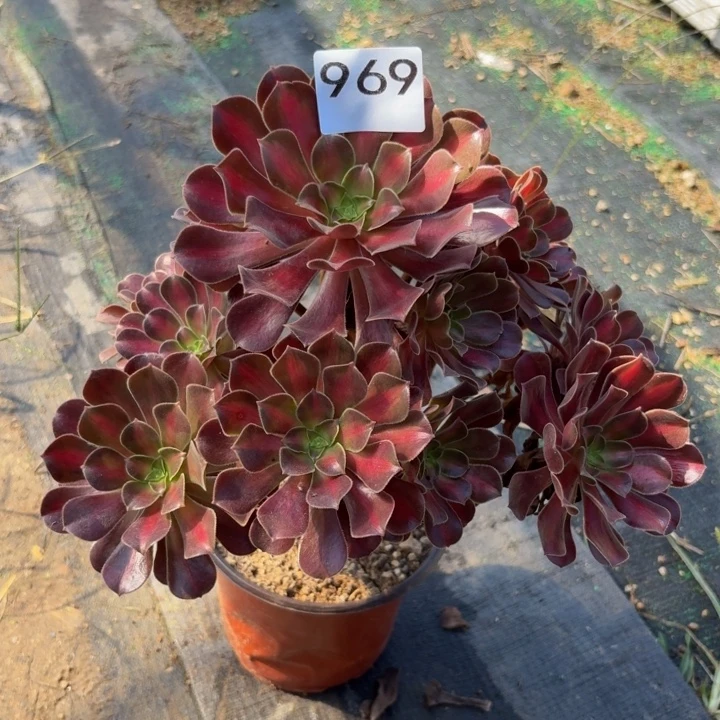 华纳多肉植物不包损969