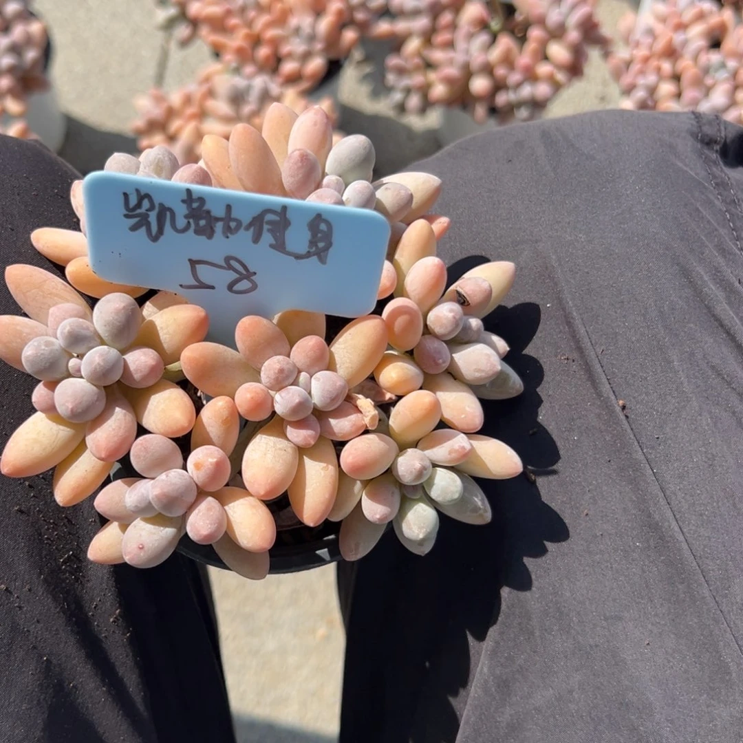凯***欣香水手指11111111111111