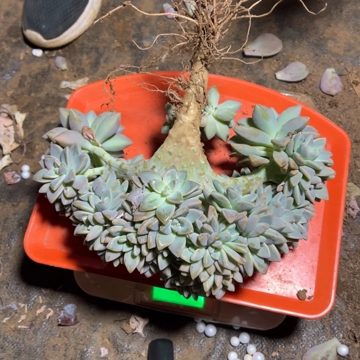 地栽淡雪板子缀化24公分（包邮不包损）