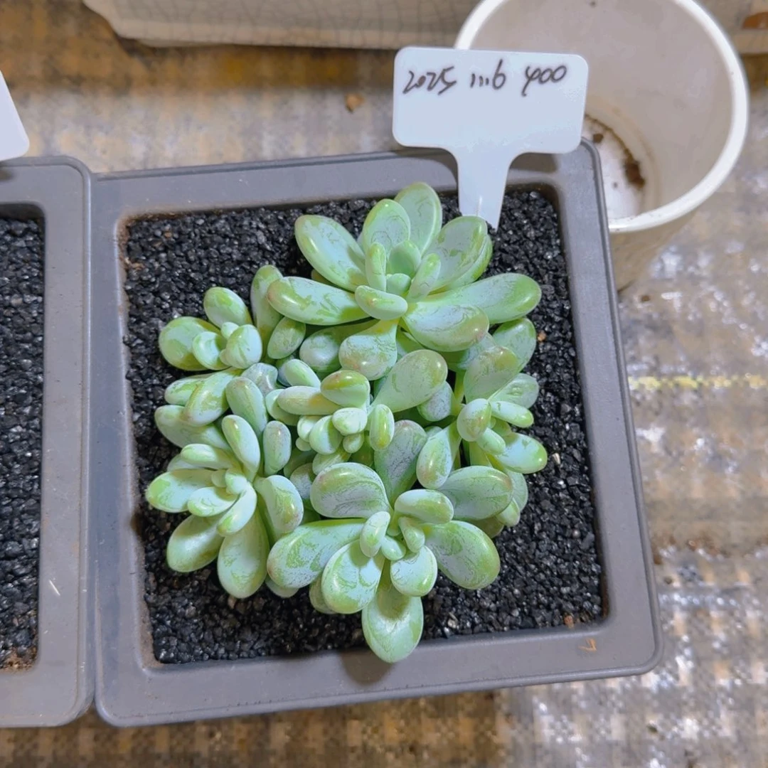 一物一拍海妮娅400