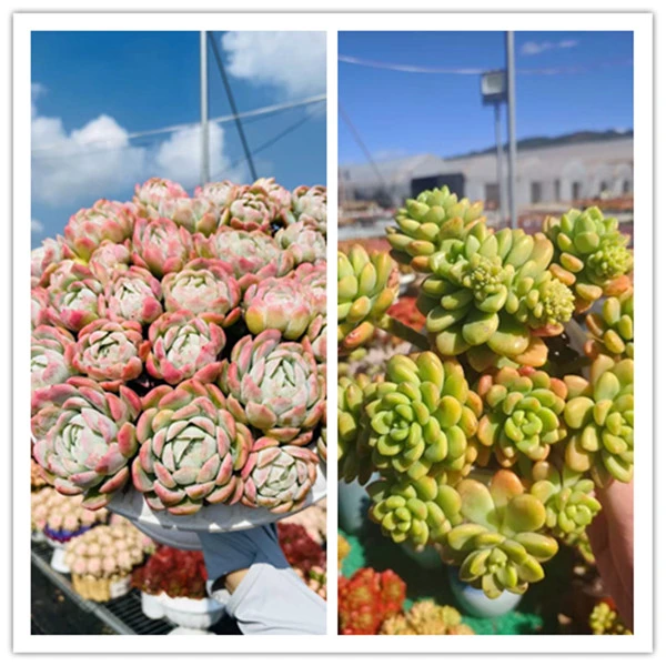 xp贝瑞+罗马盆+香格里拉组合 精品多肉耐旱耐冻种植新手好养