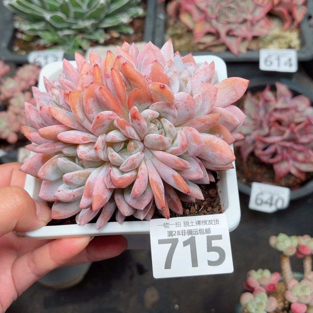 橙梦露缀化无盆土发货