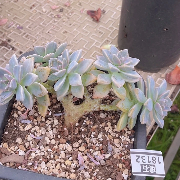 淡雪朵朵18132多肉植物