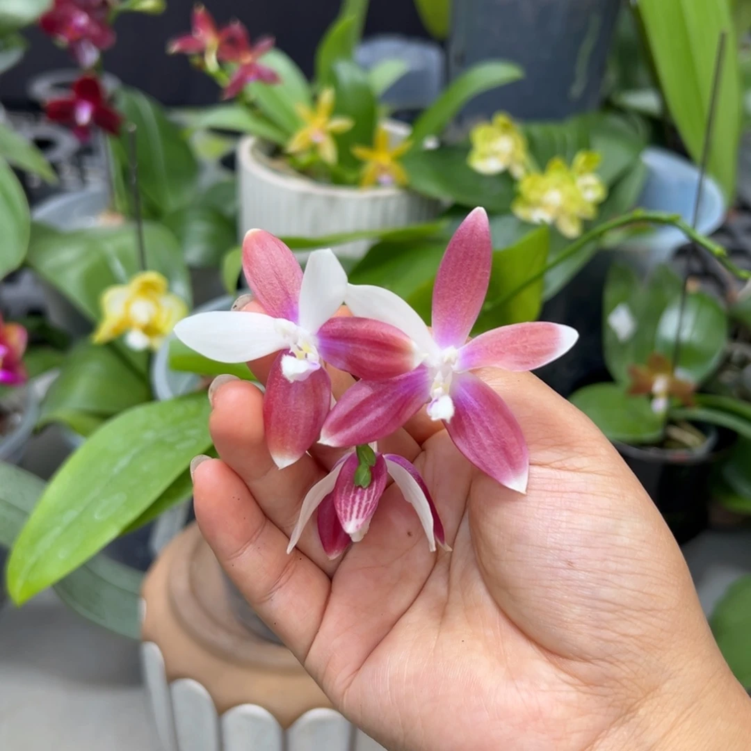 萍***当前无花栽培后可以开花叶瑕