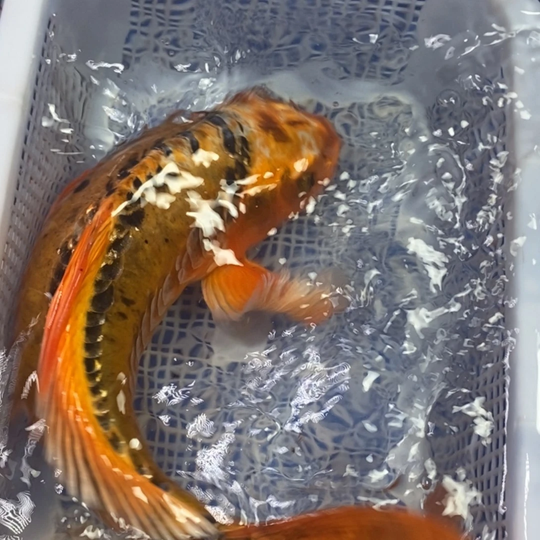 锦鲤冷水金龙包邮