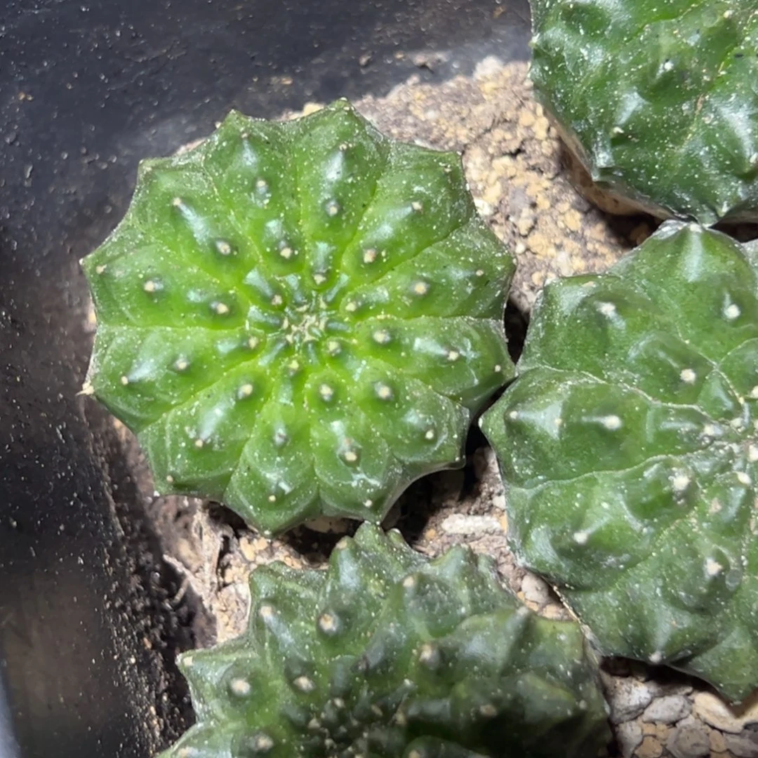 实生无刺貘脱土发货