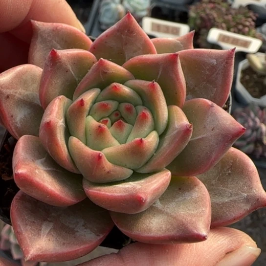 135火烈鸟多肉植物多