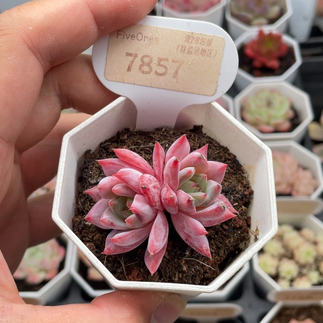 粉蓝鸟7857-5厘米