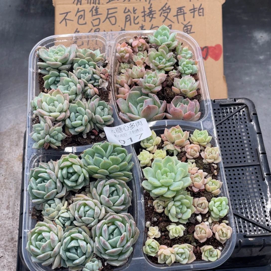 云糖心多肉植物17