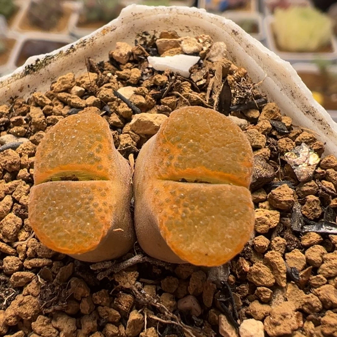 3002多肉植物百科植物