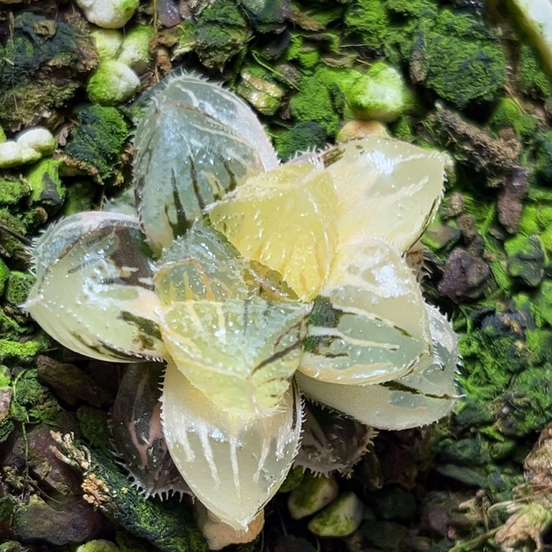 恭喜发财大吉大利566