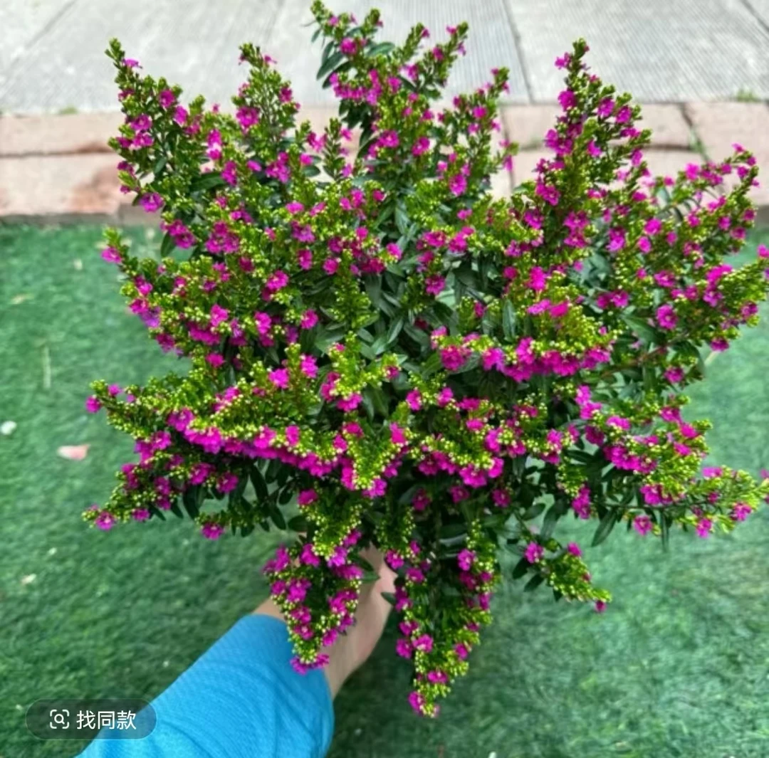 独干满天星盆栽棒棒糖造型盆景四季开花种植阳台常绿好成活原土发