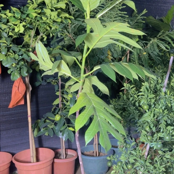 一物一拍面包果树