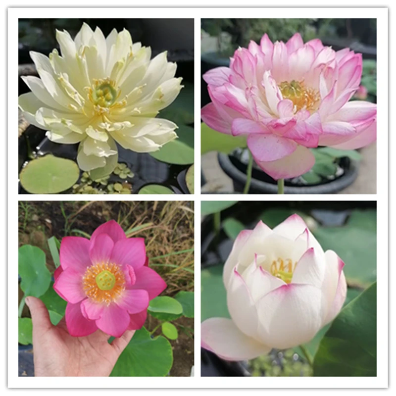 小型荷花碗莲盆栽水养种藕碗莲水培植物观赏种根苗睡莲花卉莲藕苗