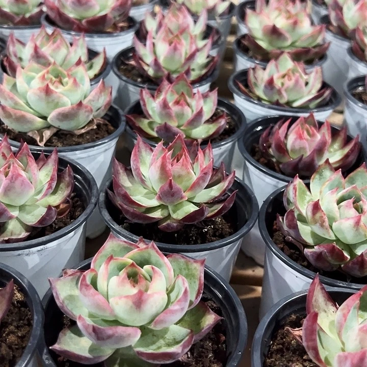 单头惊鸿   福利9米